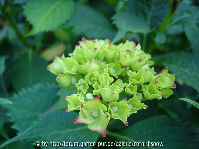 Hydrangea macrophylla II
