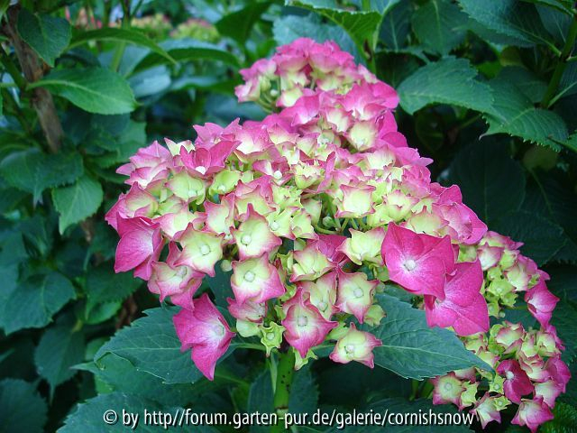 Hydrangea macrophylla I