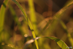 Miscanthus ´Ferner Osten´