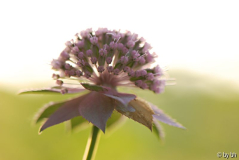 Astrantia maxima