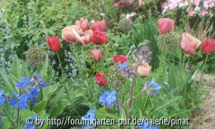 Papaver 'Marlene'