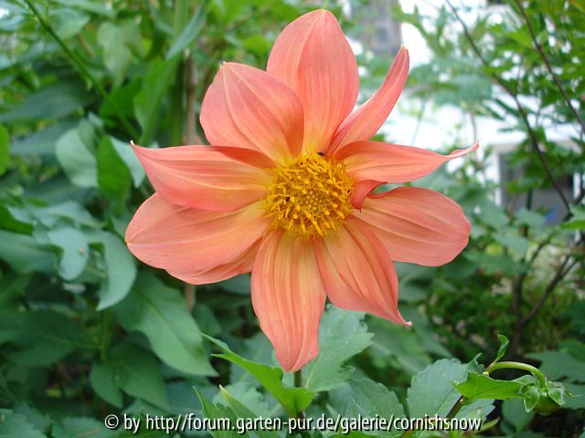 Dahlia coccinea