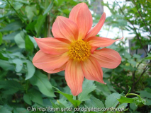 Dahlia coccinea