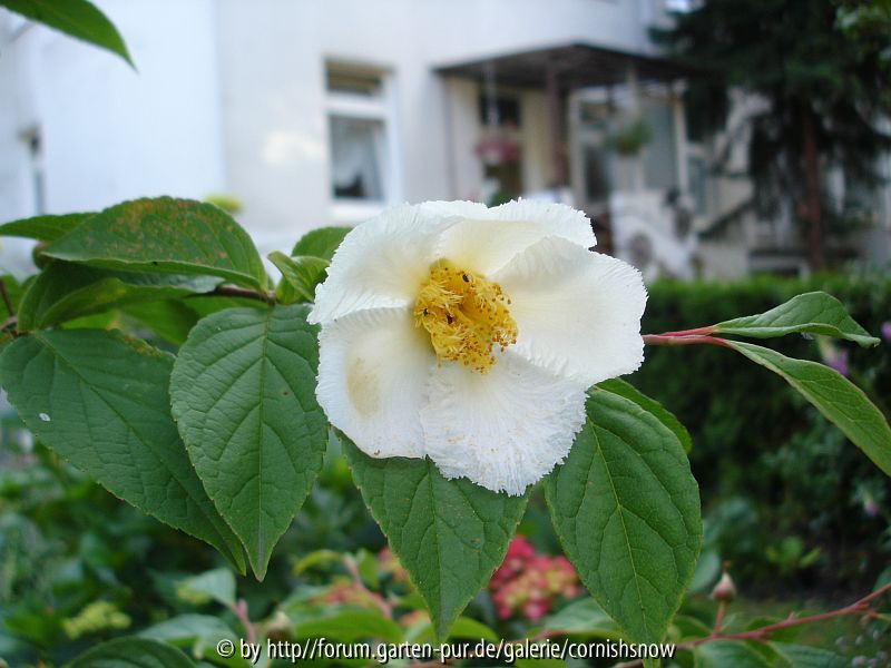 Stewartia pseudocamellia 2008