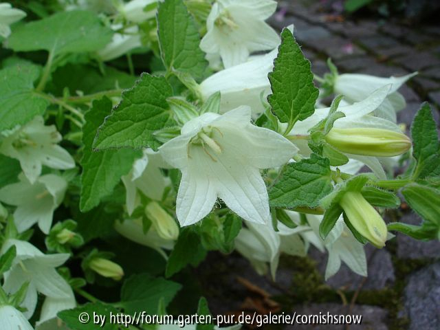 Campanula dolomitica
