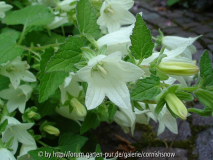 Campanula dolomitica