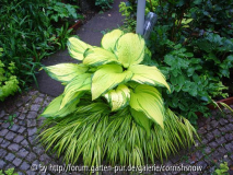 Hosta 'On Stage