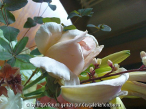 blumenstrauss 3 andre le notre.jpg