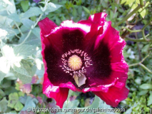 blauer mohn in rot.jpg