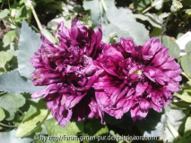 mohn gefüllt violett3.jpg