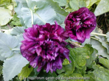 mohn gefüllt violett2.jpg