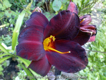 hem ed murray 4.jpg