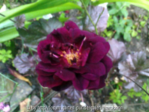 scarmans velvet china rose 2.jpg