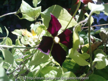 clematis mikkelite 2.jpg