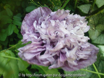 mohn gefüllt blaubeerfarben4.jpg