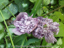 mohn gefüllt blaubeerfarben3.jpg