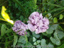 mohn gefüllt blaubeerfarben2.jpg