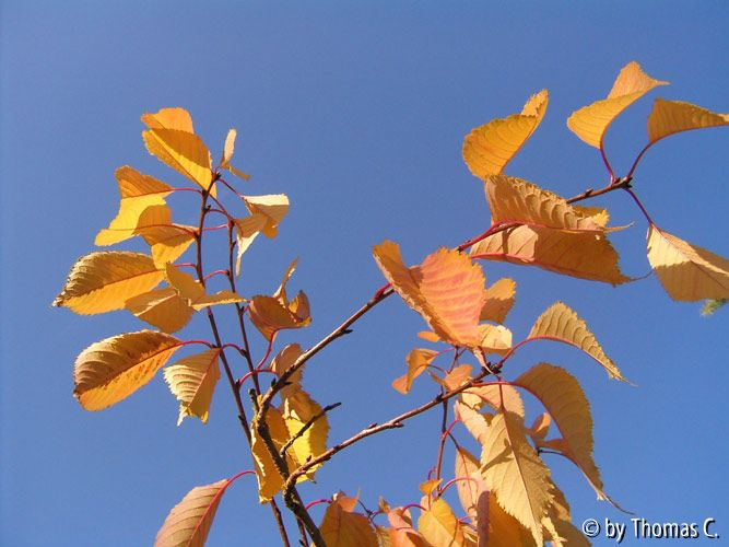 Novemberkontrast