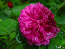 Rose de Resht