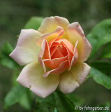 erste phyllis bide