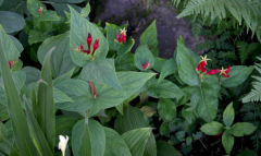 Spigelia marilandica - Gruppe
