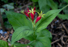 Spigelia marilandica - Blüte