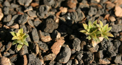 Viola cotyledon