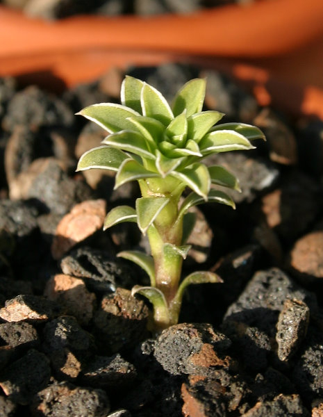 Viola cotyledon