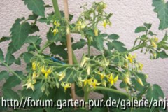 Ildy blüht