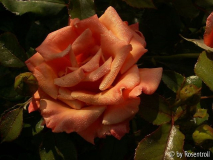 Ann Henderson