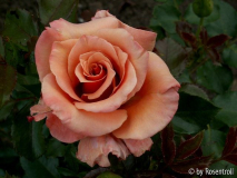 Ann Henderson 2
