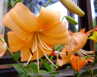 Lilium Salmon Twinkle