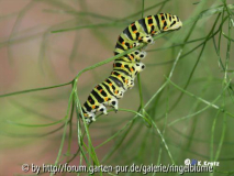 Raupe Schwalbenschwanz