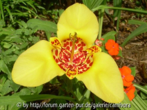 Tigerblume (Tigridia pavonia)