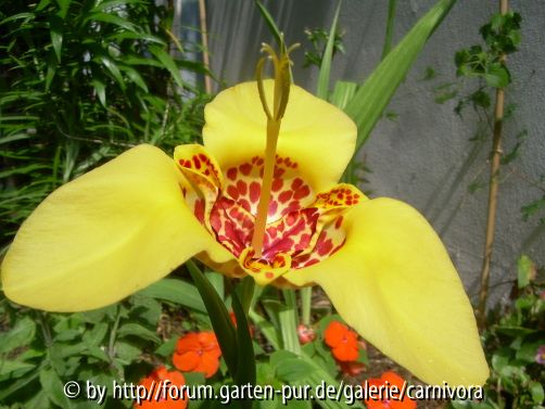 Tigerblume (Tigridia pavonia)