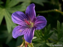Geranium wlassovianum