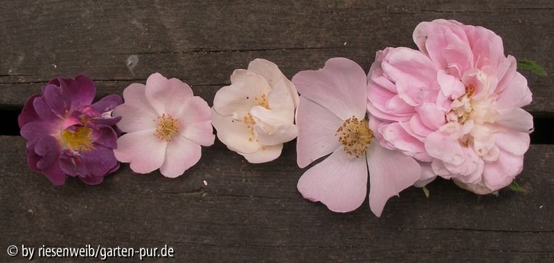 rosenreihe zwei