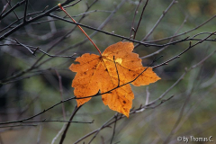 Eschbach - Herbst