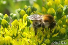 Hummel