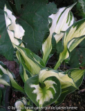 Hosta Whirlwind