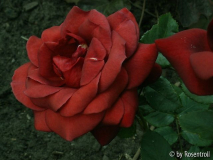 Terracotta
