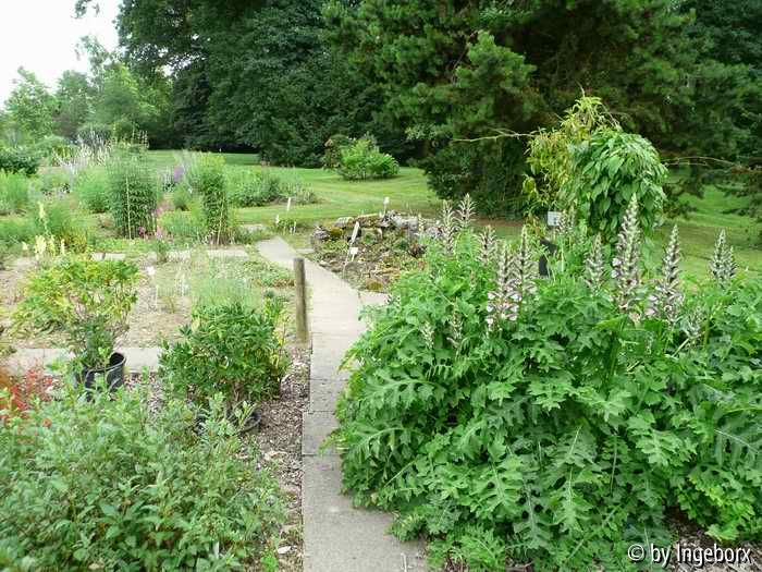 Acanthus