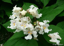 Catalpa bignonioides
