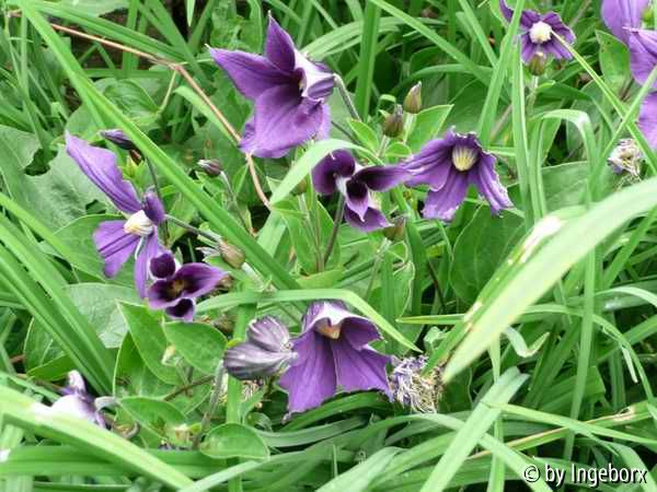 Clematis x durandii