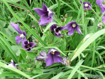 Clematis x durandii