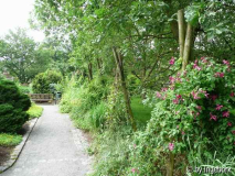 Clematis