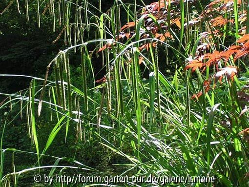 Welches Gras