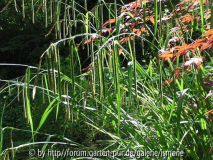 Welches Gras