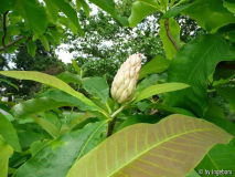 Magnolia tripetala