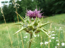 Distel